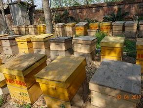 养蜂技术爆料视频大全,技术爆料视频大全精华汇总